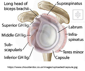 shoulder-capsule