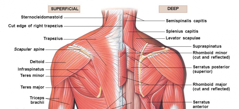 Shrugging off your Neck Pain | Physiohealth