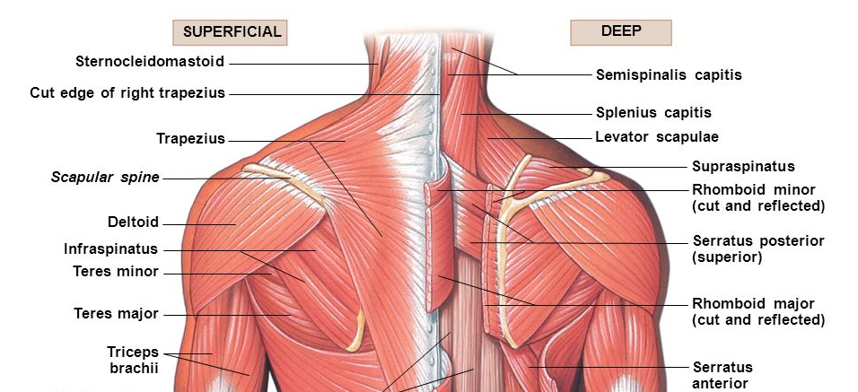 Neck And Shoulder Anatomy Diagram Neck And Shoulder Muscles Diagram